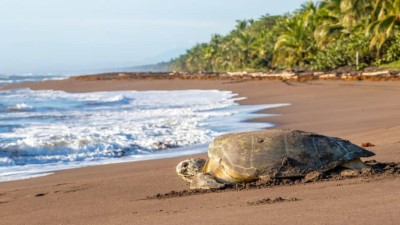 tortuguero Custom